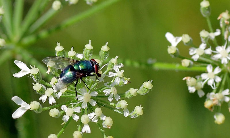 Fruit fly seen on on plant which its feeding on