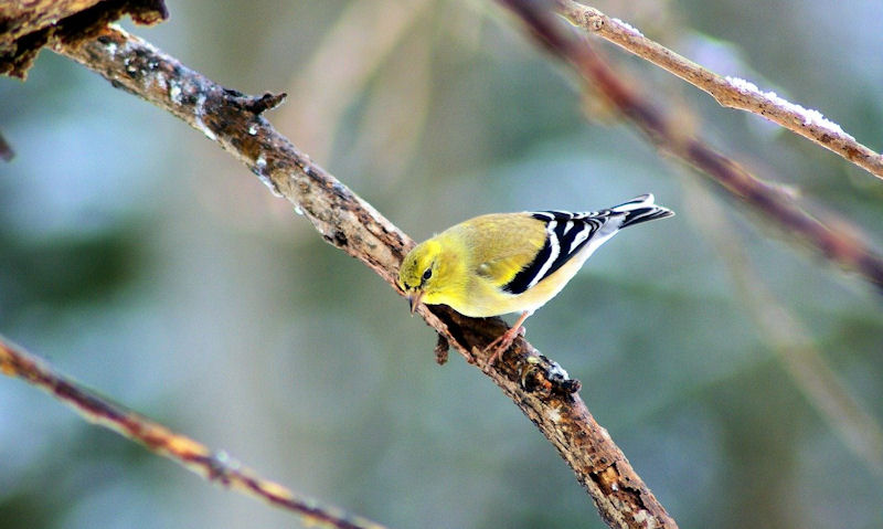 Goldfinch perched on branch of tree
