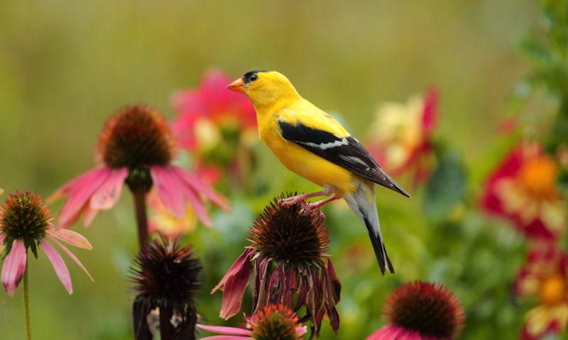 Goldfinch foraging on wild coneflower