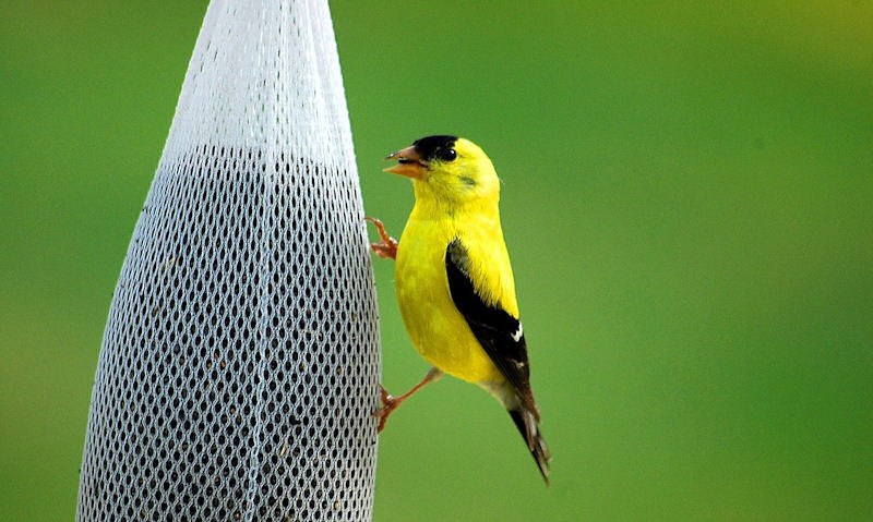 American Goldfinch perched on soft fabric white Finch Sock