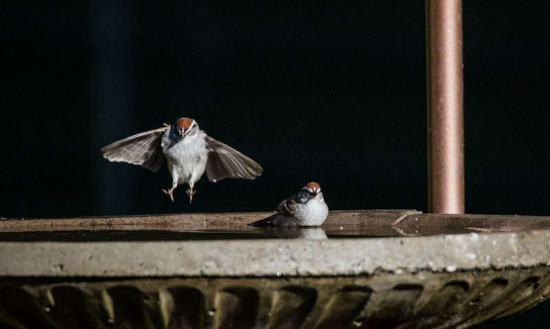 House Sparrow bathing in stone bird bath, other Sparrow approaching in-flight