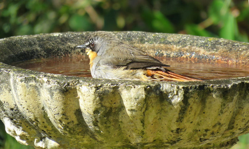 Young American Robin soaking in a weathered stone bird bath in yard