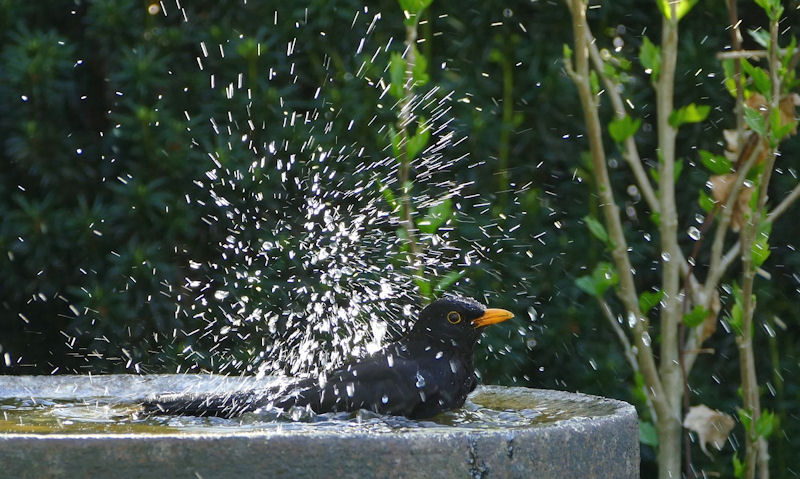 Blackbird frolicking in bird bath while making splashes