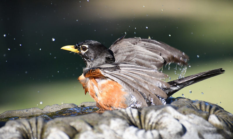 American Robin frolicking in stone bird bath