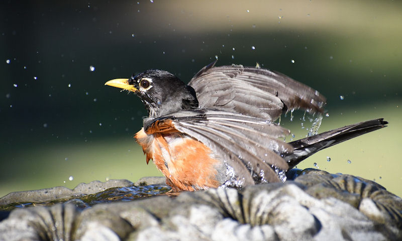 Are bird baths messy