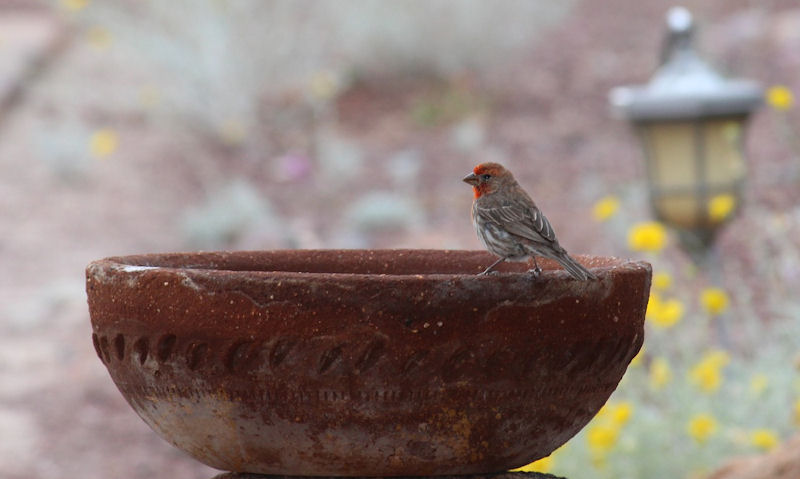 Backyard bird perched on rim of stone bird bath bowl