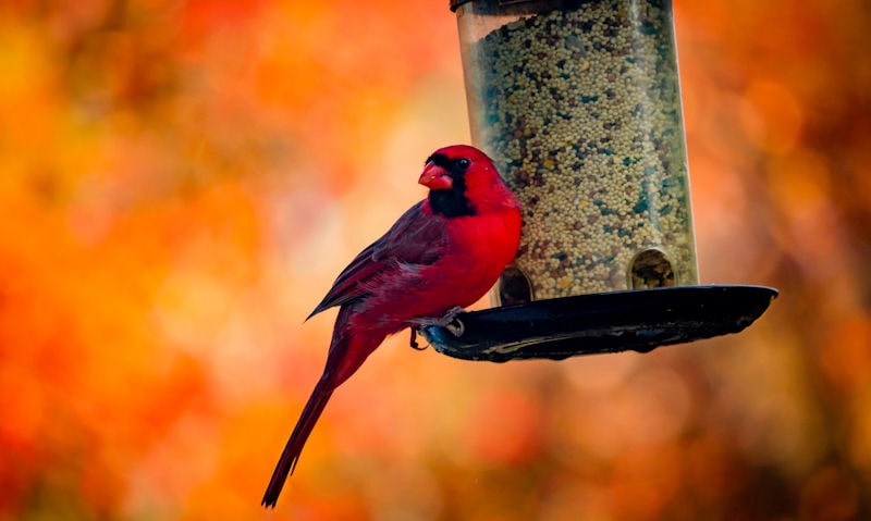 Northern Cardinal perched on hanging panorama seed feeder