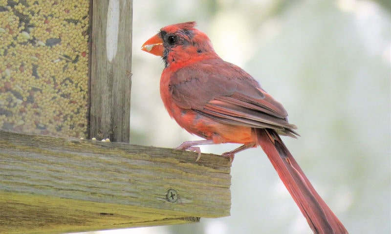 Male Northern Cardinal with seed in beak, perched on rim of rustic wooden seed feeder