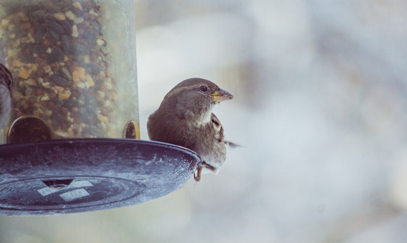 Sparrow perched in edge of panorama seed feeder