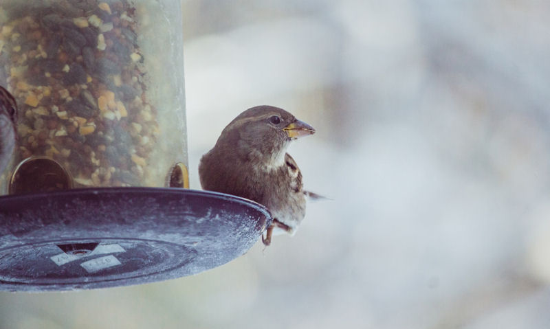 Are bird feeders bad