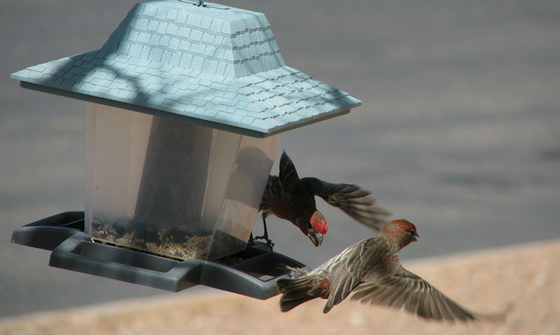 House Finches fluttering around hanging seed feeder, Arizona