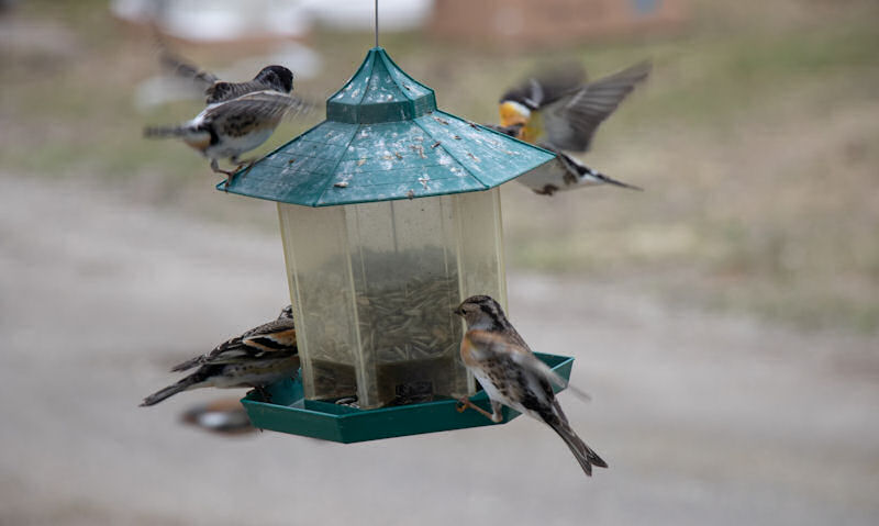 Lots of wild birds converge on a hanging, but messy with bird poop seed feeder