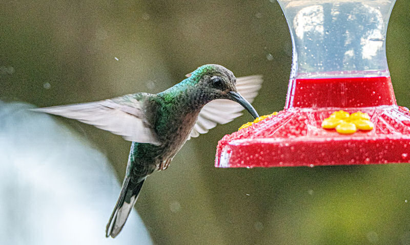 Hummingbird hovering at rain soaked feeder port well during torrential rainfall