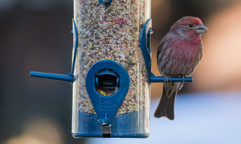 House Finches perched on hanging clear tube seed feeder