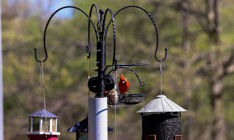 Male Northern Cardinal perched on busy with bird feeders bird feeding station pole