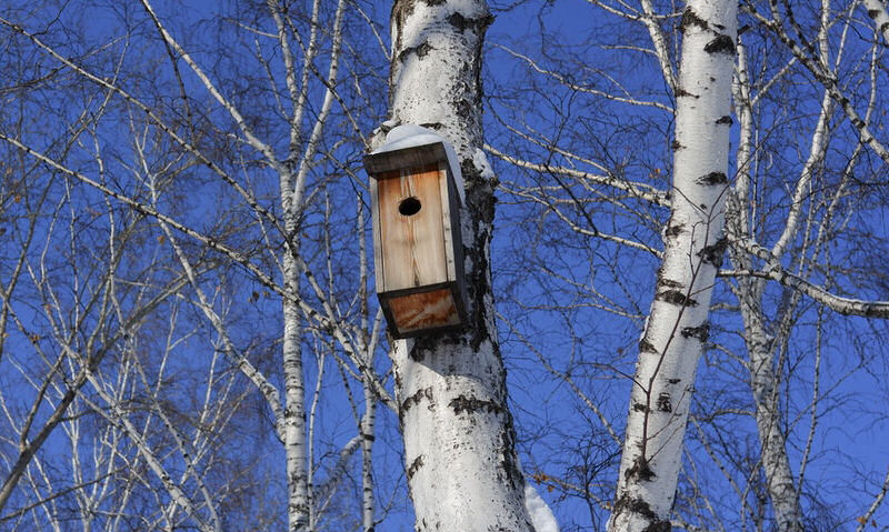 Snow-topped wooden bird house mounted to birch tree trunk