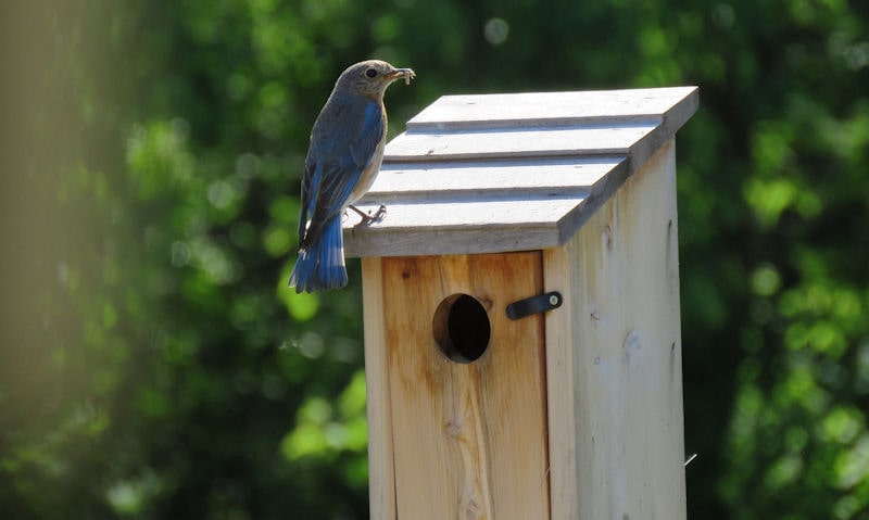 Bluebird perched on top of wooden bird house with food in beak
