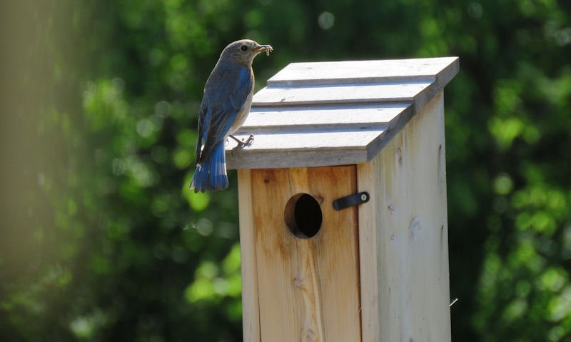 Are bird houses GOOD for birds