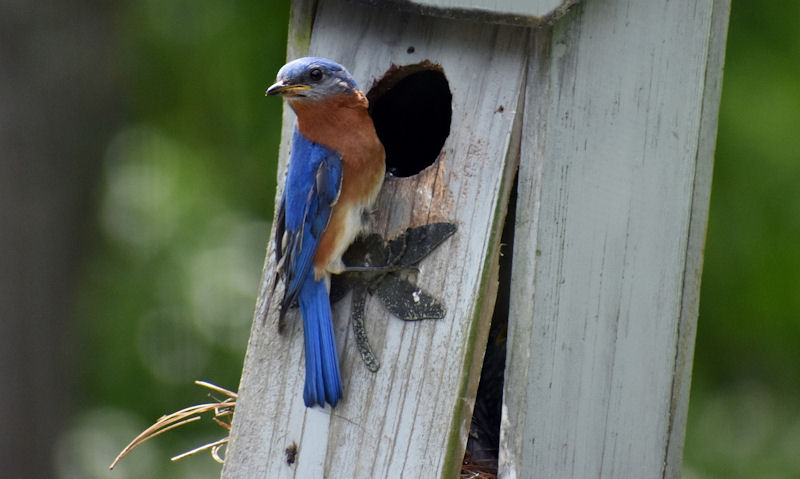 Bluebird perched outside of entry hole on an old, wrecked wooden bird house