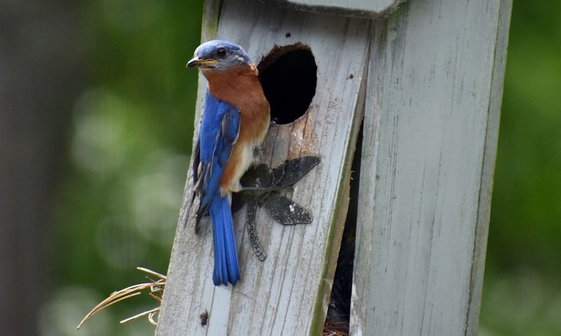 Are bird houses safe for birds