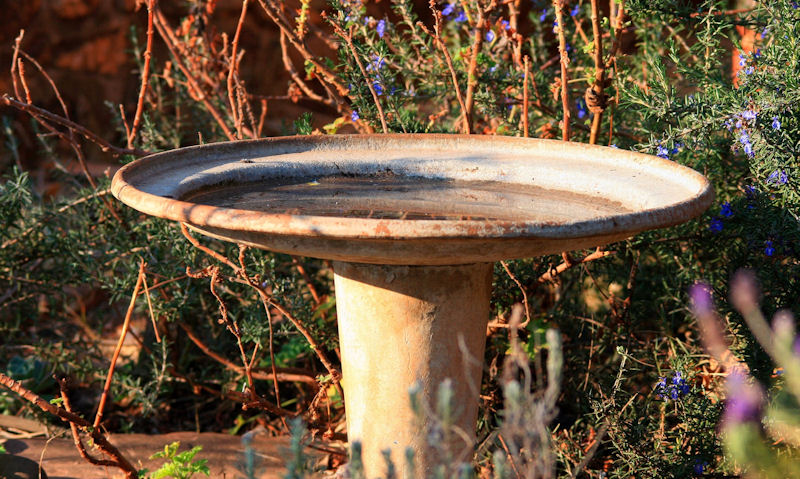 Heavily weathered concrete bird bath sitting among foliage