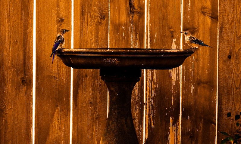 Eastern Bluebirds perched opposite on copper effect bird bath on stand