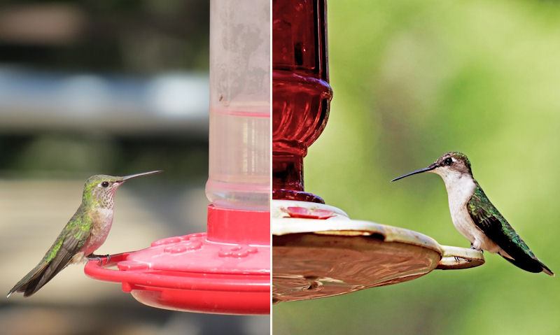 Real glass/plastic hummingbird feeder compared side by side