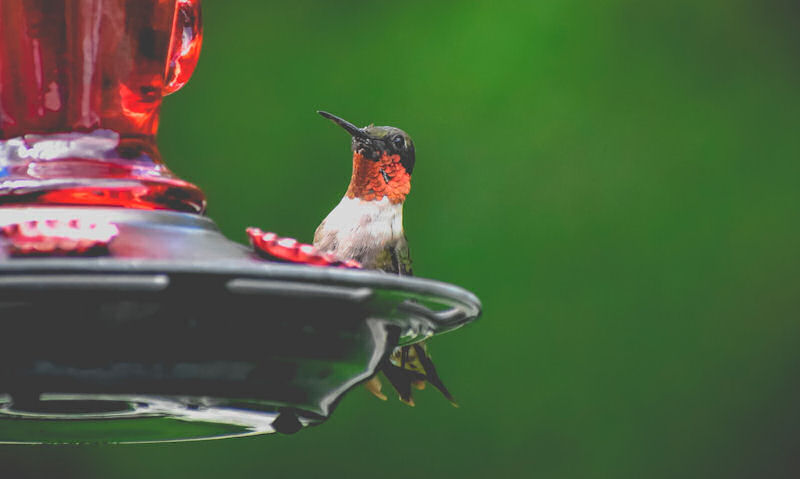 Ruby-throated Hummingbird looking on while perched on feeder