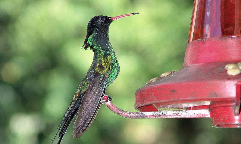 Are Hummingbird feeders messy
