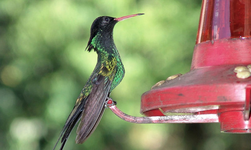 Hummingbird perched on clearly a worse for wear hummingbird feeder