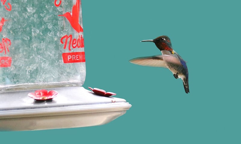 Hummingbird approaching visibly clean hummingbird feeder