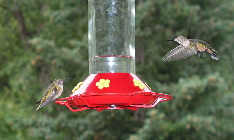 Are Hummingbird feeders supposed to drip