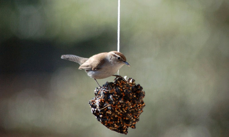 Wren perched on top of pine cone seed feeder