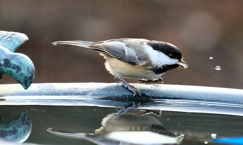 Black-capped Chickadee perched on plastic resin bird bath bowl rim