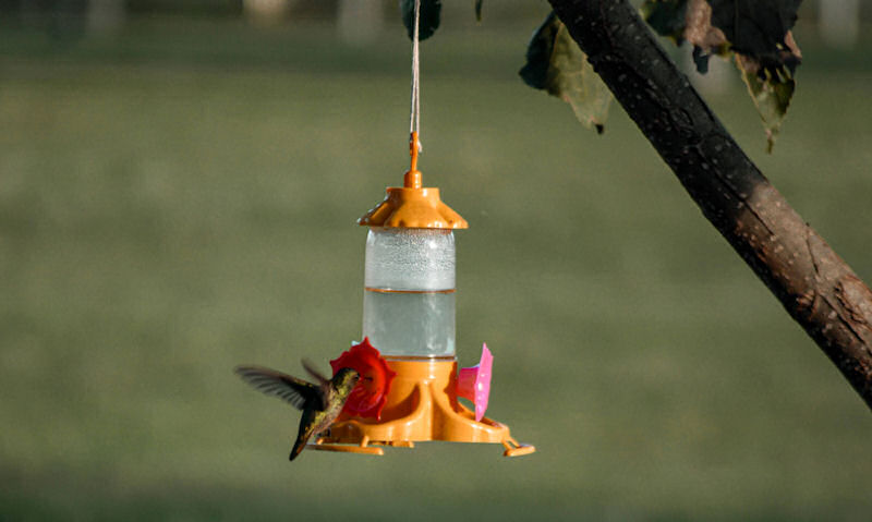 Ruby-throated Hummingbird hovering over vibrant orange feeder, suspended off branch in clearing