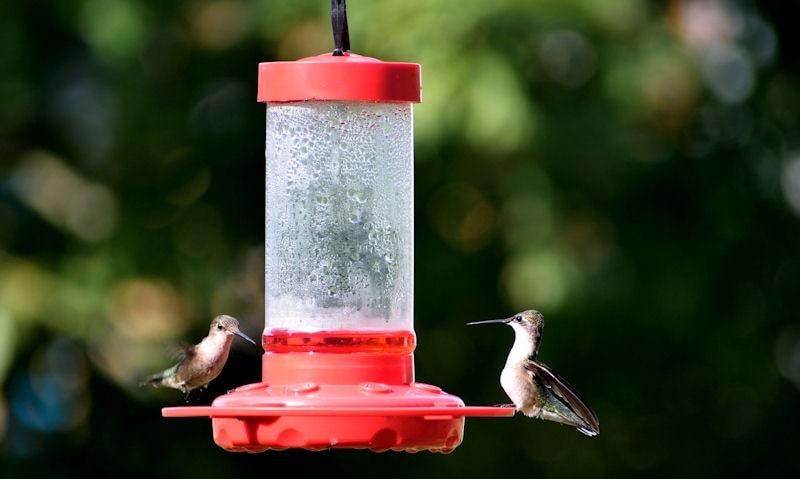 Lonely Hummingbird occupying a single perch on a hanging red glass bottle hummingbird feeder