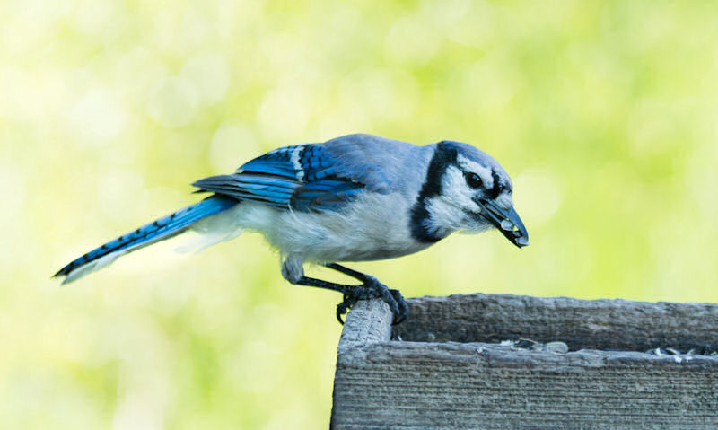 Blue Jay feeding out of weathered open platform bird feeder on pole