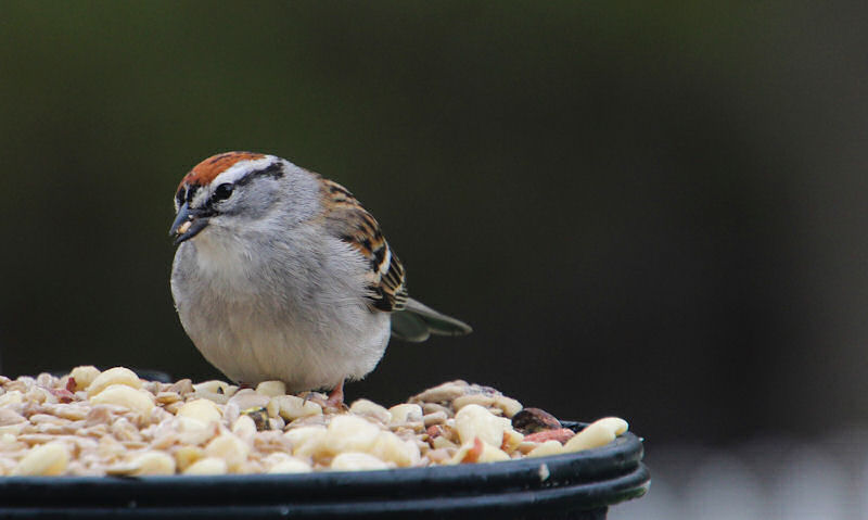 Sparrow perched on top of dish of peanuts