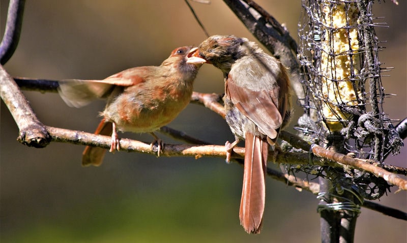 Mother Northern Cardinal feeding her fledgling out of suet feeder