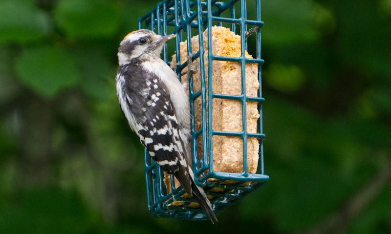 Woodpecker clinging too hanging suet cage bird feeder