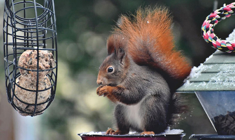 Squirrel feeding close to wreath style fat ball bird feeder