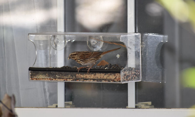 House Sparrow perched on window feeder filled with seeds