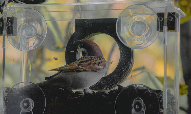 Are window bird feeders safe for birds