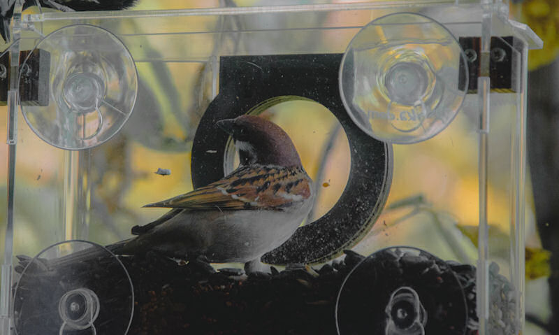 House Sparrow standing within window bird feeder, house interior viewpoint