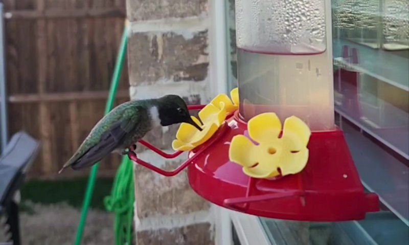 Hummingbird landing on window hummingbird feeder to sip out of port well