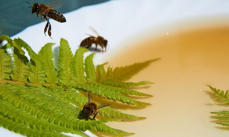 Bees drinking out of plate of syrup water