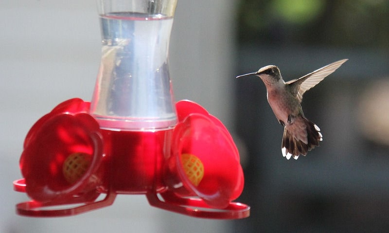 Bee free hummingbird feeder with bee guards mounted to feeding wells