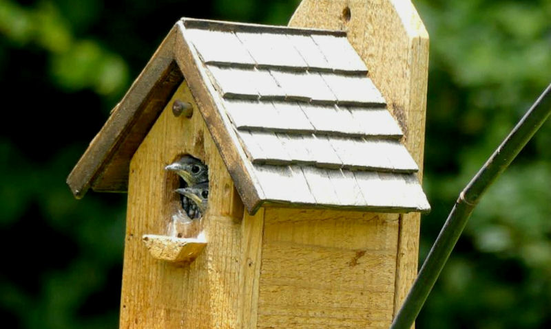 Young Bluebirds can be seen poking heads out of wooden bird house on post