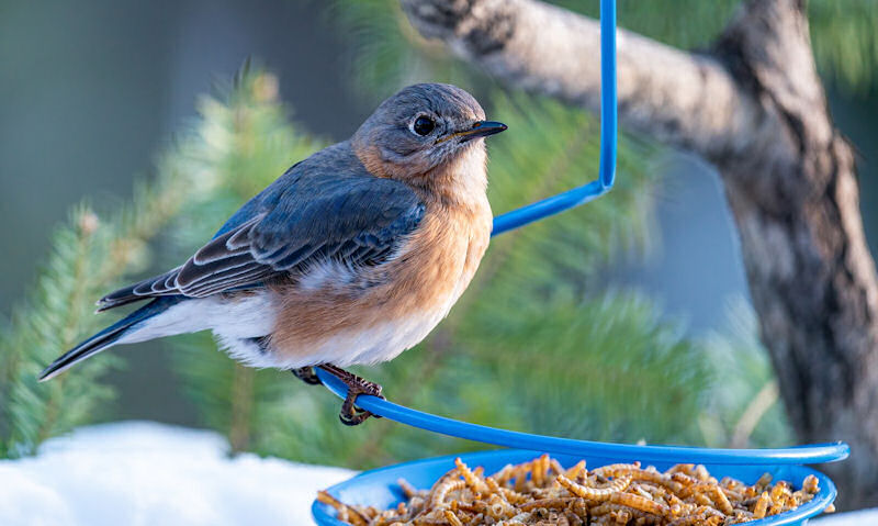 Bluebird perched on hanging mealworm feeder, hung off tree branch
