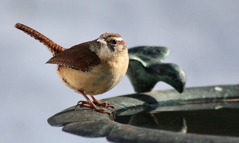 Carolina Wren perched on rugged green plastic bird bath rim